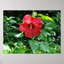 Copie rouge de ketmie affiche