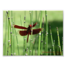 Copie rouge de libellule photo sur toile