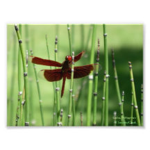 Copie rouge de libellule photos sur toile