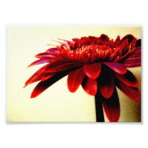 Copie rouge de photo de fleur de Gerbera