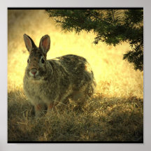 Copie sauvage d'affiche de lapin