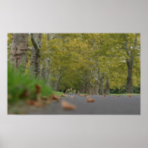 Copie tranquille de photo d'arbres posters
