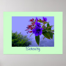 Copie tropicale de sérénité de fleurs de ketmie bl affiches