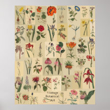 Copie vintage de collage de Botanicals de nature Affiche