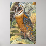 Copie vintage de peinture de hibou de grange affiches