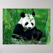 Copies d'affiches de panda - panda mangeant l'affi