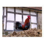 COQ CARTES POSTALES