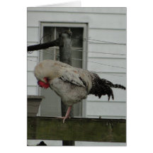 Coq cintré/prière carte de vœux