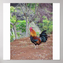 Coq hawaïen sauvage affiche