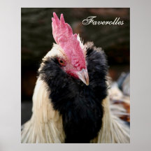 Coq saumoné de Faverolles Posters