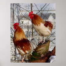 Coq-un-griffonnage-faites Posters