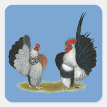 Coqs nains de Serama Autocollants