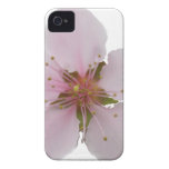 Coque iphone délicieux de fleurs de cerisier de mi coques iPhone 4