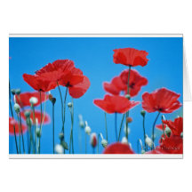 Coquelicots de Provence Cartes De Vœux