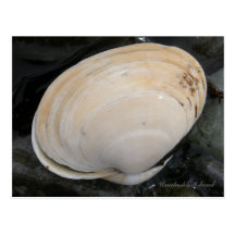 Coquillage de palourde de beurre, île d'Unalaska Cartes Postales