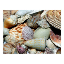 coquillages cartes postales