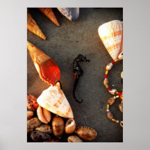coquilles affiche