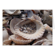 Coquilles Carte De Vœux