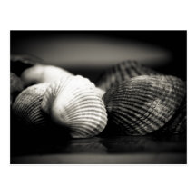 Coquilles Cartes Postales