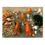 Coquilles Cartes Postales
