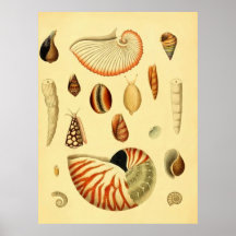 Coquilles de mer affiches