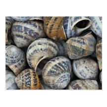 Coquilles d'escargot carte postale