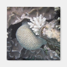 Corail blanc aimant pour réfrigérateur