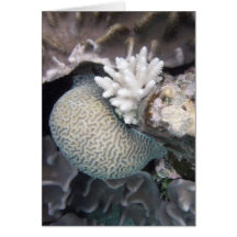 Corail blanc cartes de vœux