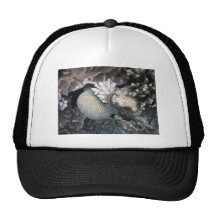 Corail blanc casquettes