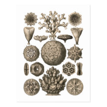 Corail Cartes Postales