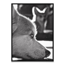 Corgi au repos photos sur toile