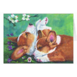 Corgi de Gallois de Pembroke Carte