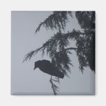 Corneille noire se reposant dans l'arbre magnets