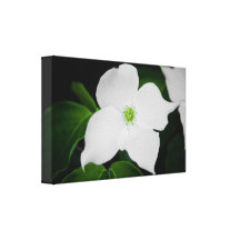 Cornouiller de Cousa Impression Sur Toile