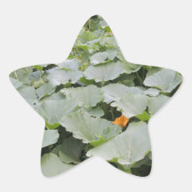 Correction de citrouille adhésif