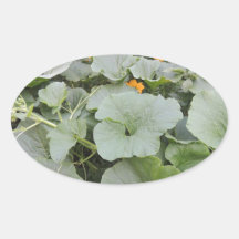 Correction de citrouille autocollant