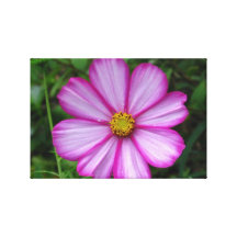 Cosmos rose toile tendue