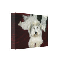 Coton De Tulear en huile Impressions Sur Toile