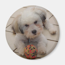 Coton de Tulear Magnet Aimant Pour Réfrigérateur