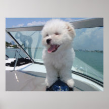 coton De Tulear Affiches