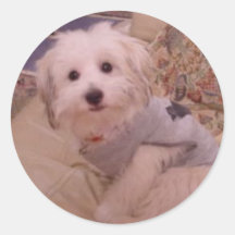 Coton du Tulear Sticker Adhésifs Ronds