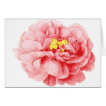 Cottage minable de fleur rose rose de chou cartes