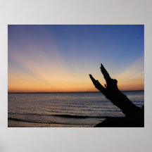 Coucher du soleil de plage de bois de flottage poster
