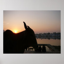 Coucher du soleil d'Udaipur Posters
