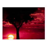 Coucher du soleil et arbre de Balanites dans le je Carte Postale