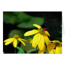 Couleur minuscule 2 cartes