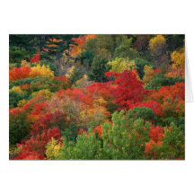 Couleurs d'automne cartes