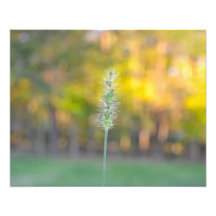 Couleurs de chute impressions photographiques