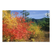 Couleurs de chute sur le capot de bâti impressions photographiques