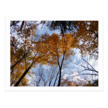 Couleurs et ciel d'Autum Cartes Postales
